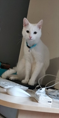 Meow