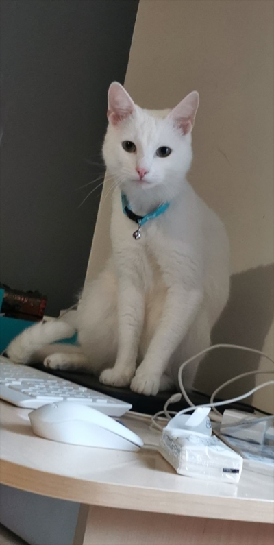 Meow