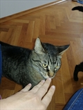 Čupko