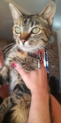 Tigris