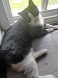 Maja