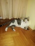 Niki 