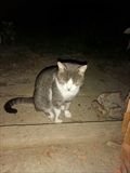 Sivko
