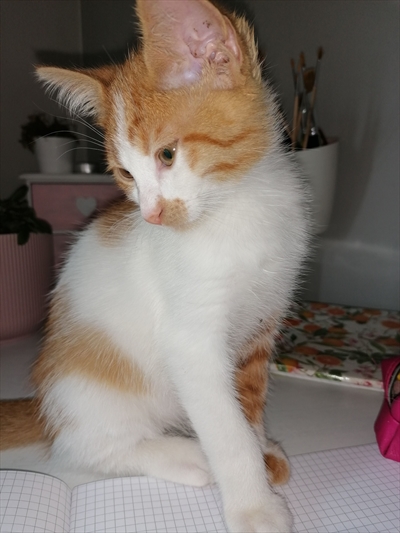 Nemo