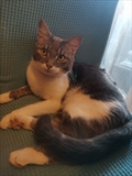 Edi