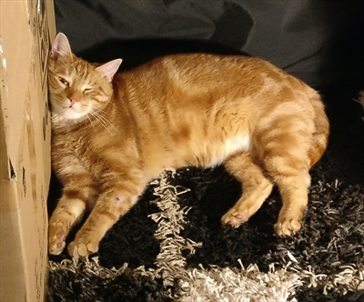 Miko