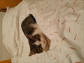 Ina Bella
