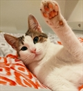 Agatha