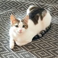 Agatha