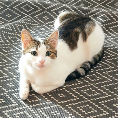 Agatha