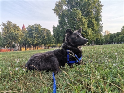 Šuma