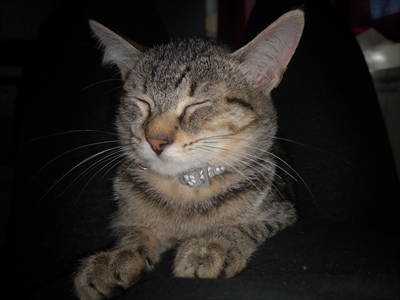 Miška