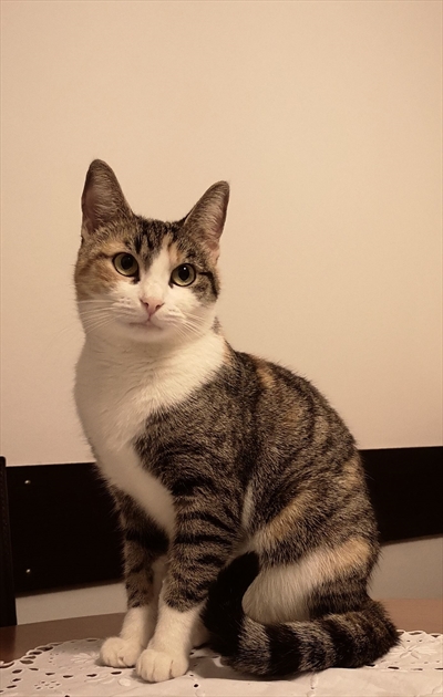 Koko