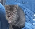 Lala
