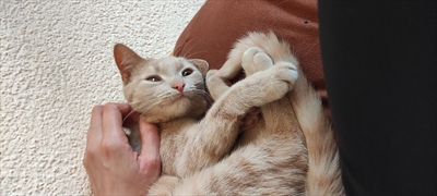 Štef
