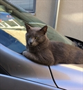 Mingus