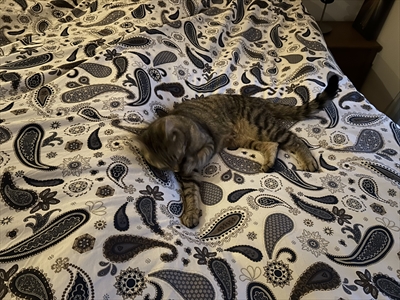 Simba