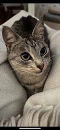 Mica