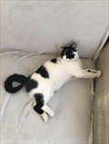 Mimi