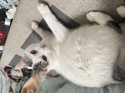Elica