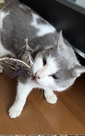 Čoro/Gjuro