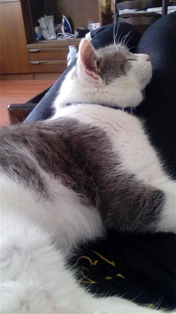 Mirko