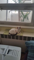 Snježana