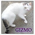 GIZMO