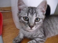 tom