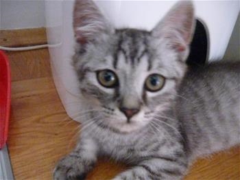tom
