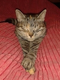 FIONA