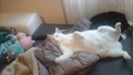 Flekica