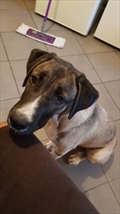Kali