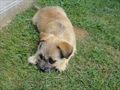 MEDO
