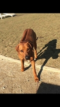 Koda
