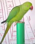 Koko