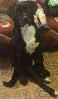 Oggy