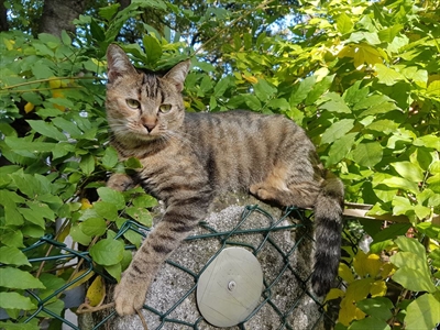 Lili