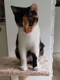 Lili