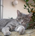 Sivi