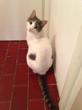 Marki