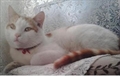 Micek