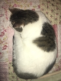 Marko