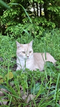 Maro