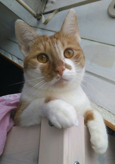 Mata