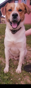 Medo