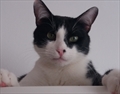 Micek