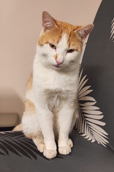 Miki