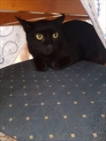 Miki