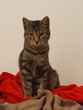 Miko